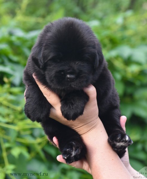 Фотография № 184991