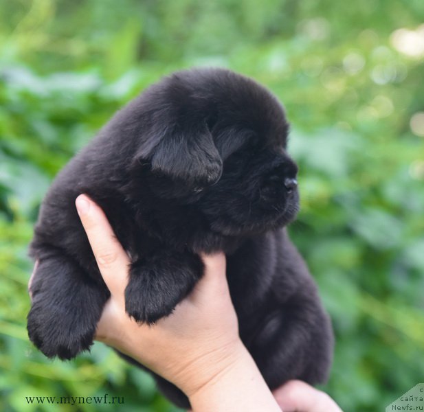 Фотография № 184992