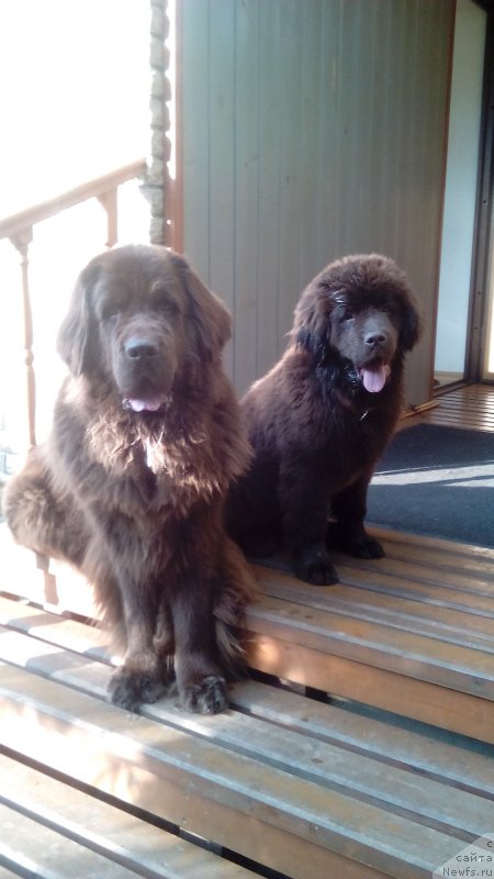 Фото: ньюфаундленд Черный Шарм Ангельская Красота (Chernyi Sharm Angel'skaya Krasota), ньюфаундленд Ньюфорт Васаби