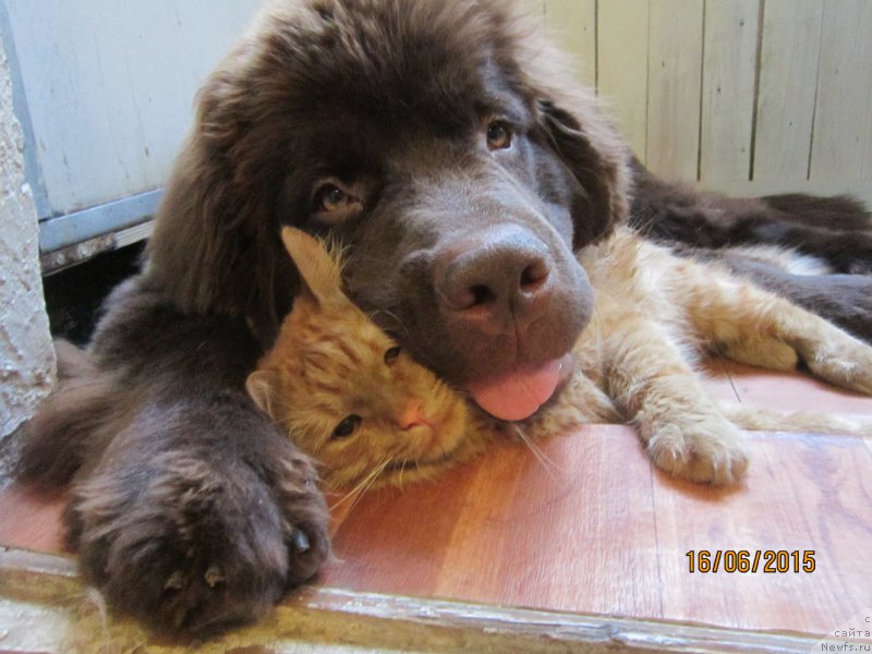 Фото: ньюфаундленд Вересковый Мёд с Берега Дона (Vereskovyj Mjod s Berega Dona)