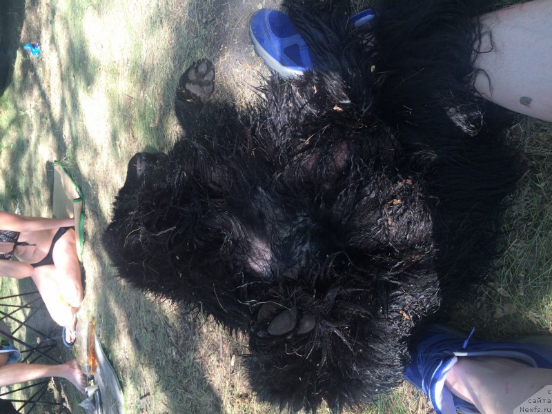 Фото: ньюфаундленд Бегущая по Волнам Чойс оф Фибоначчи (Begushaya po Volnam Choice of Fibonacci)