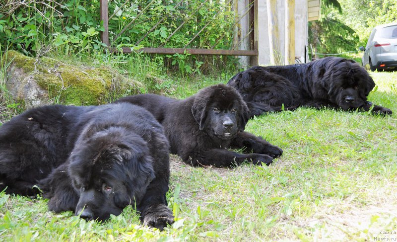 Фото: ньюфаундленд Бегущая по Волнам Вся Такая Растакая (Beguschaya po Volnam Vsya Takaya Rastakaya), ньюфаундленд Бегущая по Волнам Браво Брависсимо (Beguschaya po Volnam Bravo Bravissimo), ньюфаундленд Бегущая по Волнам Дансинг Квин (Beguschaya po Volnam Dancing Queen)