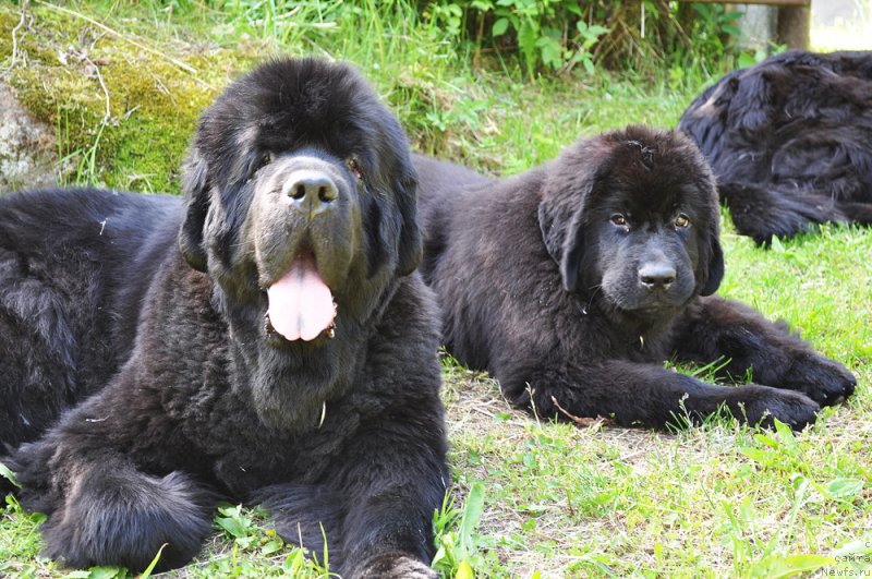 Фото: ньюфаундленд Бегущая по Волнам Вся Такая Растакая (Beguschaya po Volnam Vsya Takaya Rastakaya), ньюфаундленд Бегущая по Волнам Браво Брависсимо (Beguschaya po Volnam Bravo Bravissimo)