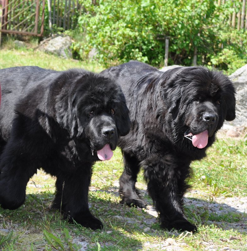 Фото: ньюфаундленд Бегущая по Волнам Вся Такая Растакая (Beguschaya po Volnam Vsya Takaya Rastakaya), ньюфаундленд Бегущая по Волнам Дансинг Квин (Beguschaya po Volnam Dancing Queen)