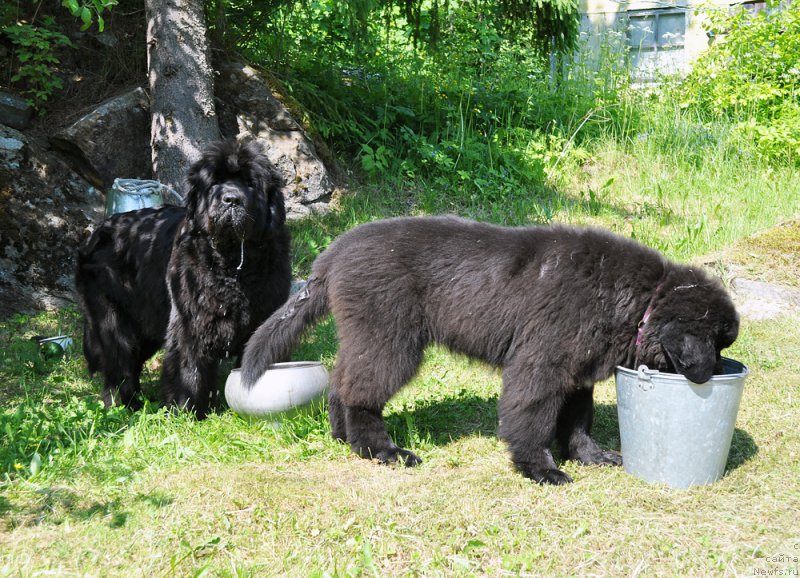 Фотография № 185027