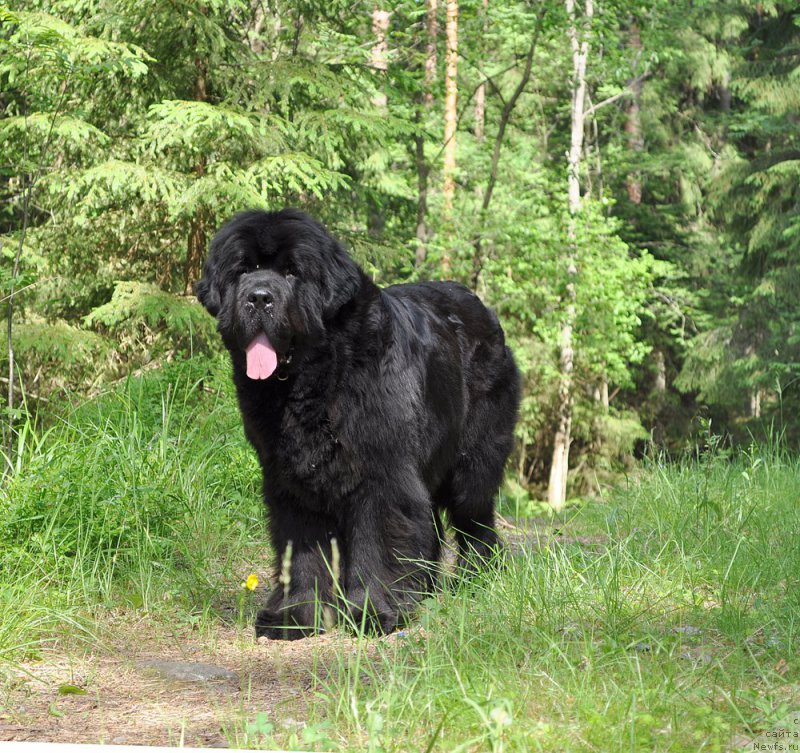 Фотография № 185031