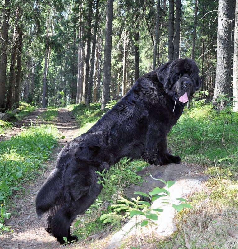 Фотография № 185032