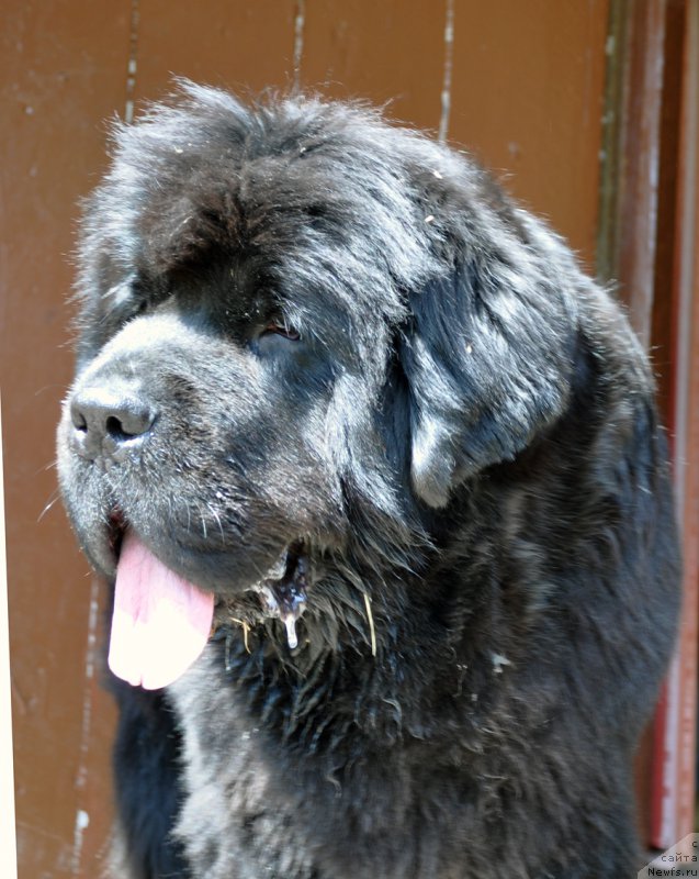 Фотография № 185033