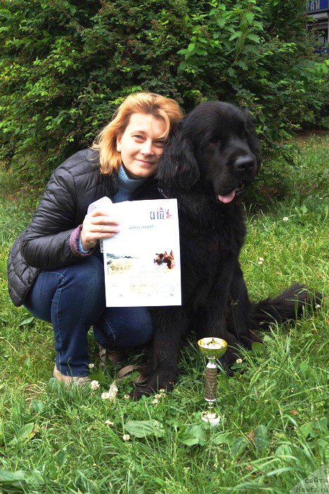 Фото: ньюфаундленд Черная Мафия Маке Тхе Мост оф Нов (Chernaya Mafia Make the Most of Now)