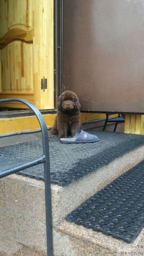 Фотография № 185056