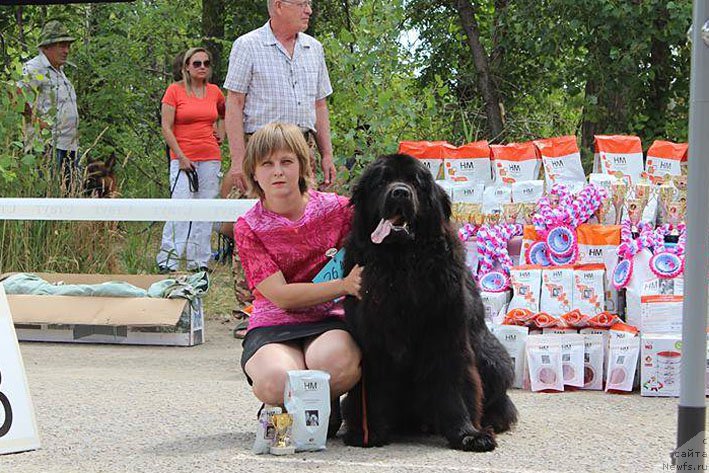 Фото: ньюфаундленд А'Портос с Берега Дона (A'Portos s Berega Dona)