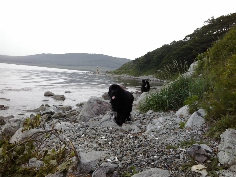 Фото: ньюфаундленд Супер Премиум Мерлин Монро, ньюфаундленд Несси Блэк с  Лесной Заимки