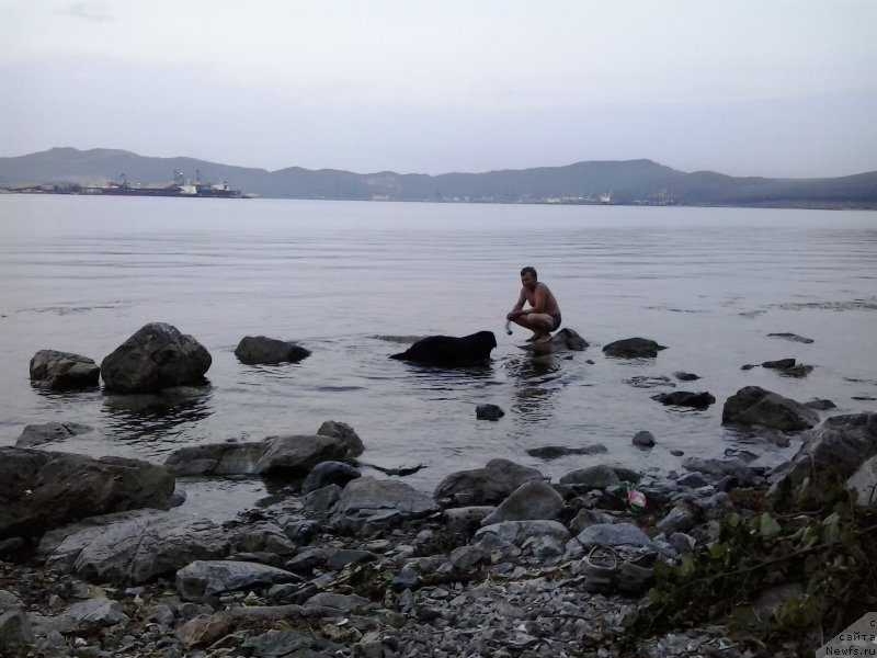 Фото: ньюфаундленд Несси Блэк с  Лесной Заимки