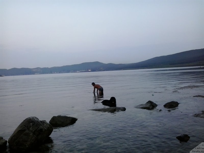 Фото: ньюфаундленд Несси Блэк с  Лесной Заимки