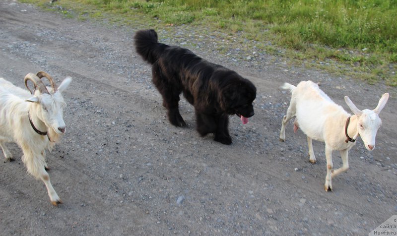 Фотография № 185102