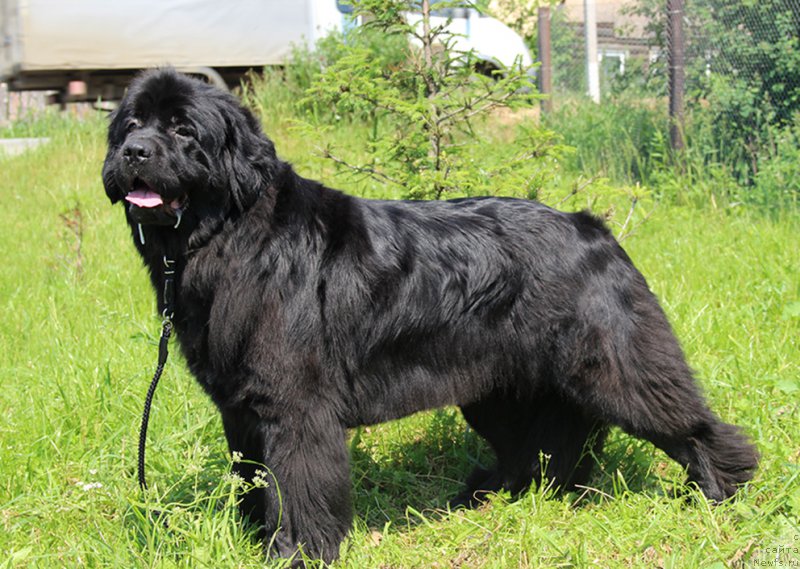 Фотография № 185106