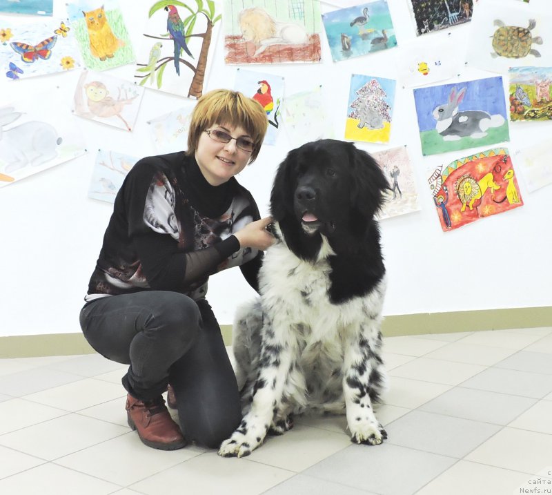 Фото: ньюфаундленд Сказочная Кроха Шампань