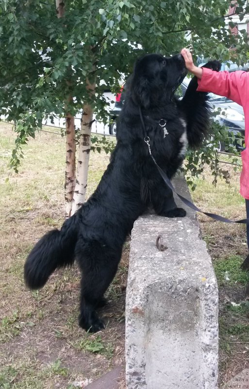 Фото: ньюфаундленд Бегущая по Волнам Чарт Топпер (Beguschaya po Volnam Сhart Topper)