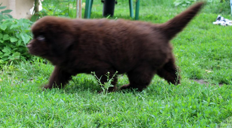 Фотография № 185117