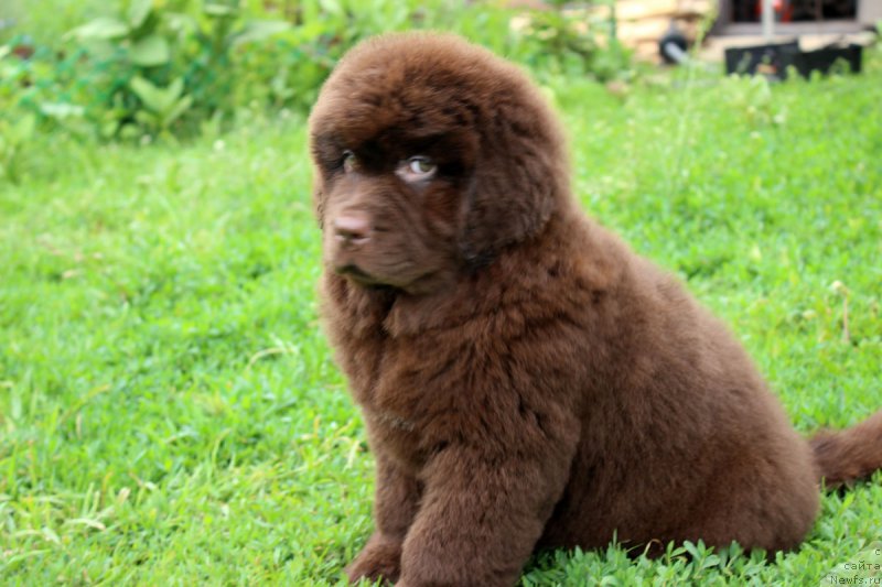 Фотография № 185118