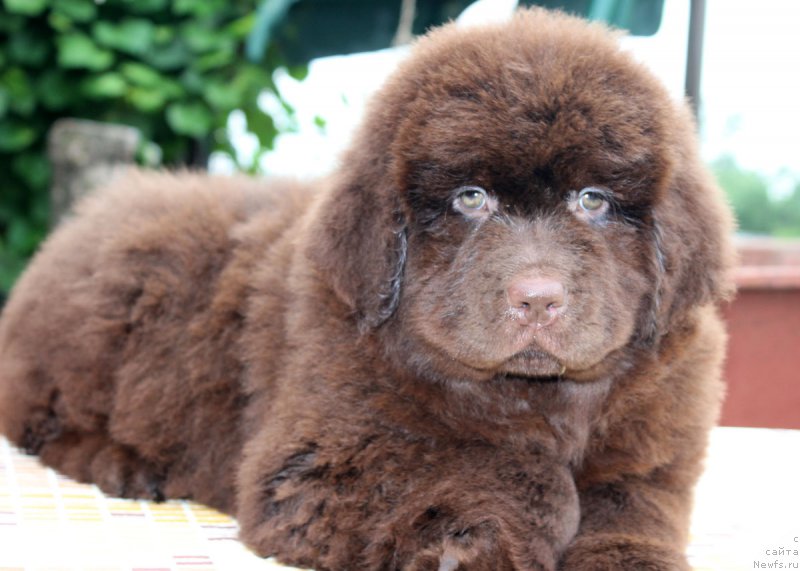 Фотография № 185119