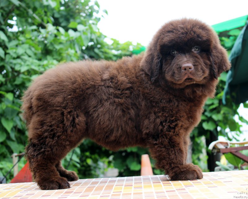 Фотография № 185120