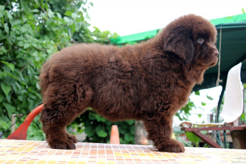 Фотография № 185122