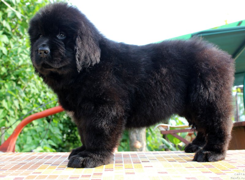 Фотография № 185125