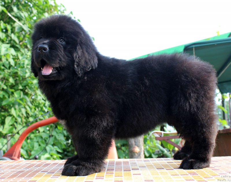 Фотография № 185126