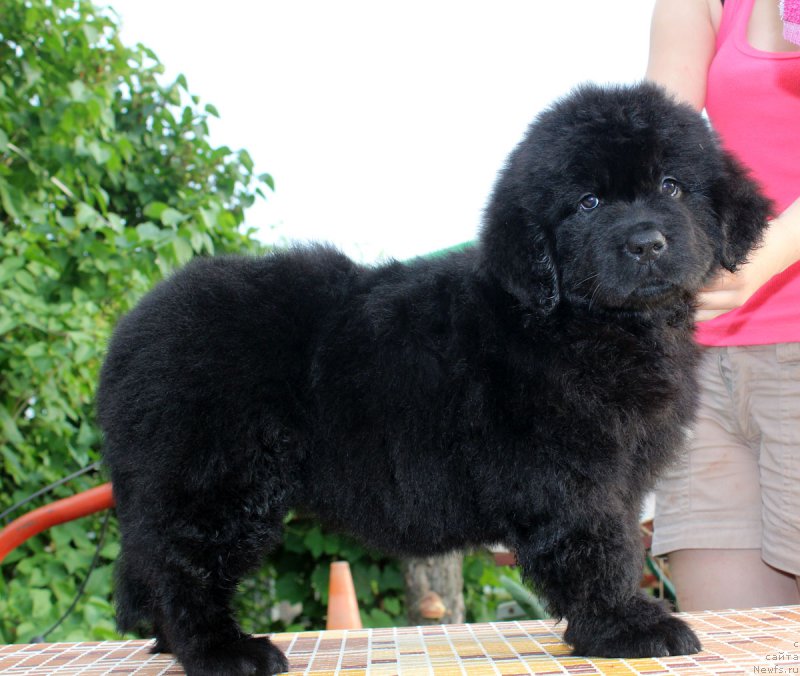 Фотография № 185129