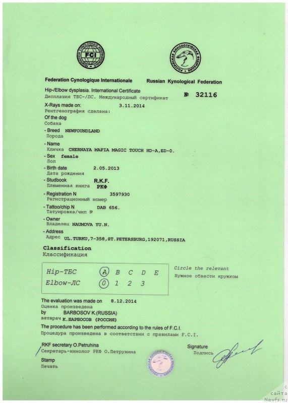 Фото: ньюфаундленд Черная Мафия Магик Тоуч (Chernaya Mafia Magic Touch)