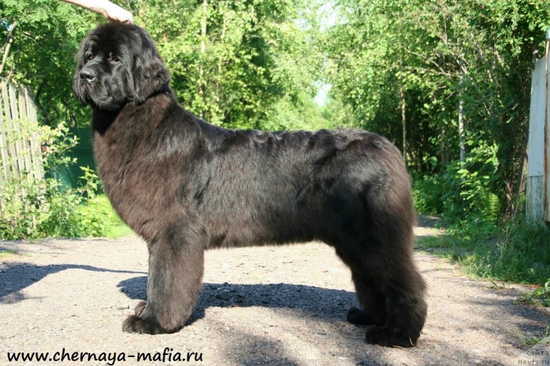 Фото: ньюфаундленд Черная Мафия Магик Тоуч (Chernaya Mafia Magic Touch)