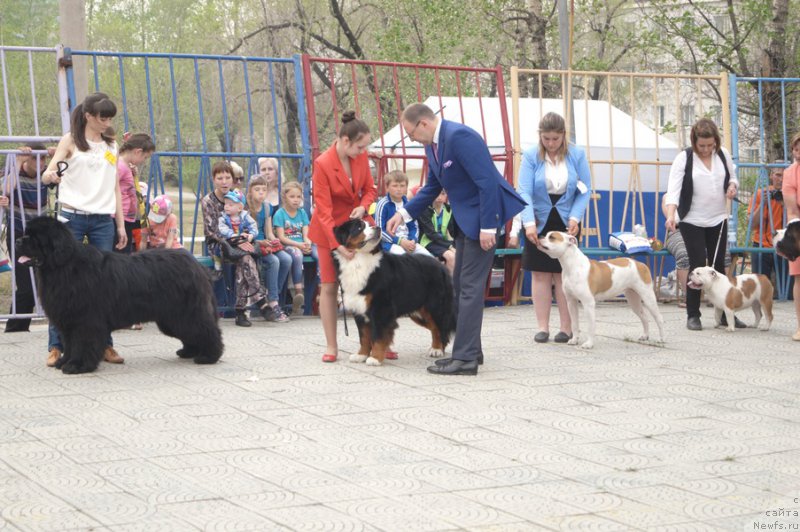 Фото: Марина Фурик, ньюфаундленд Мистер Форте Импрессионе (Mister Forte Impressione)