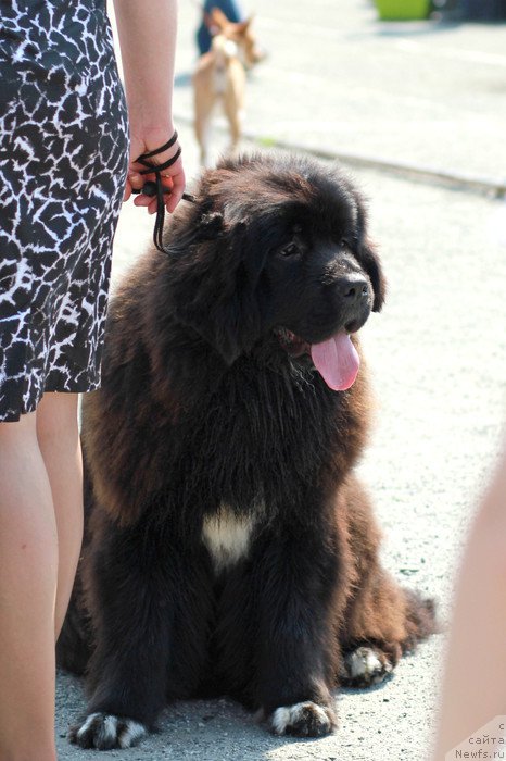 Фотография № 185142