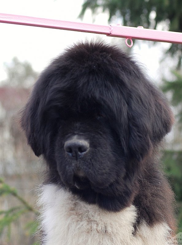 Фото: ньюфаундленд Eros Faundland