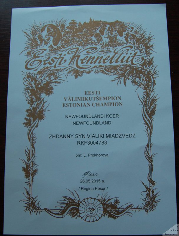 Фото: ньюфаундленд Zhdanny Syn Vialiki Miadzvedz