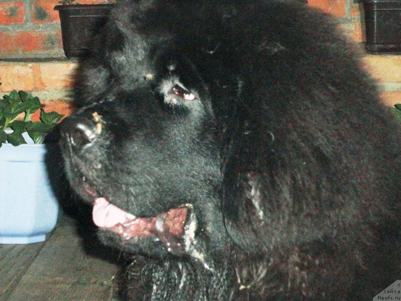 Фото: ньюфаундленд Родамир Вялiкi Мядзведзь (Rodamir Vialiki Miadzvedz)