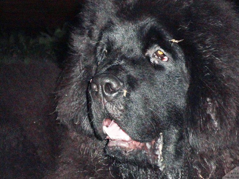 Фото: ньюфаундленд Родамир Вялiкi Мядзведзь (Rodamir Vialiki Miadzvedz)