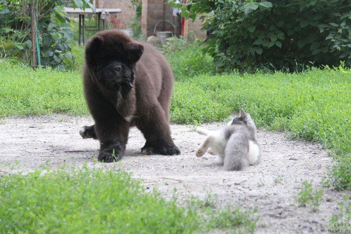 Фото: ньюфаундленд Душечка с Берега Дона (Dushechka s Berega Dona)