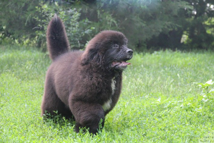 Фото: ньюфаундленд Душечка с Берега Дона (Dushechka s Berega Dona)