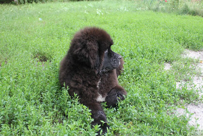 Фото: ньюфаундленд Душечка с Берега Дона (Dushechka s Berega Dona)
