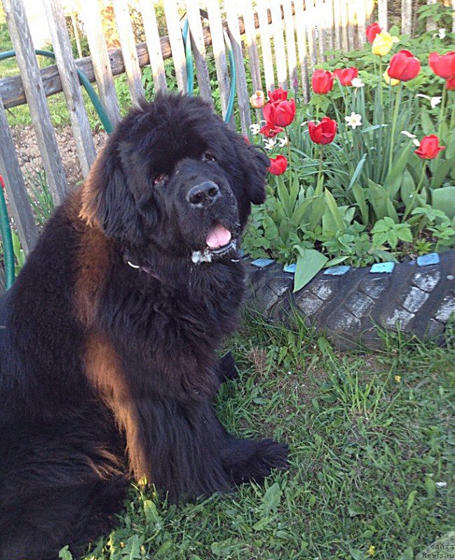 Фотография № 185159