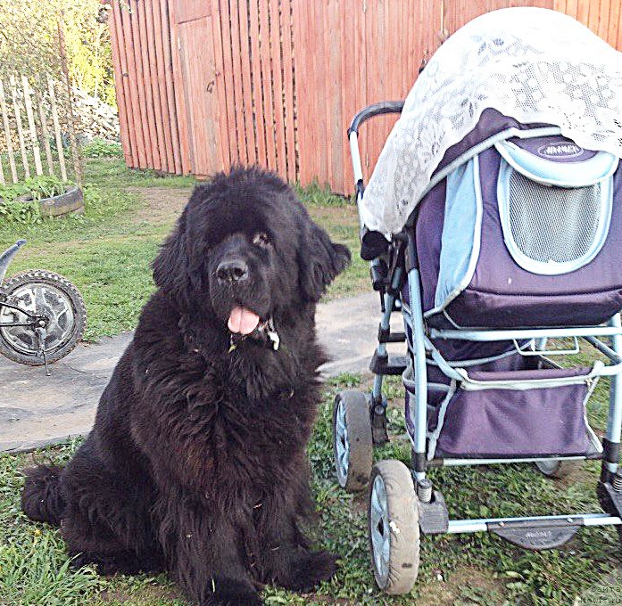 Фото: ньюфаундленд Бегущая по Волнам Вам и не Снилось (Begushaya po Volnam Vam I Ne Snilos)