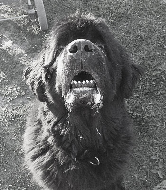 Фотография № 185162