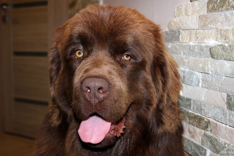 Фото: ньюфаундленд Браунблад МСК Хаиес Хаго (Brownblood MSK Hayes Hago)