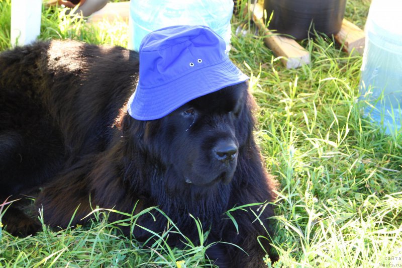 Фотография № 185175