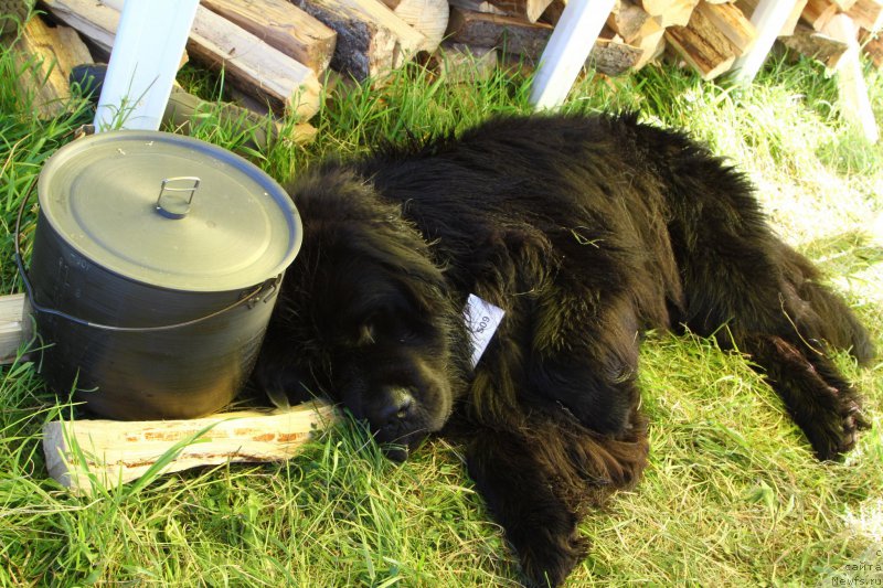 Фотография № 185176