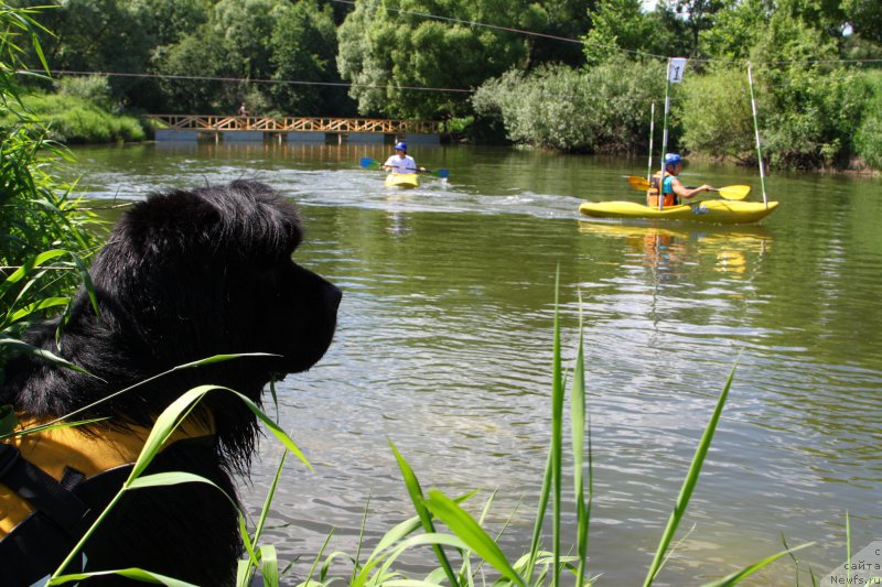 Фото: ньюфаундленд Фанньюф Граф Де Ла Фер