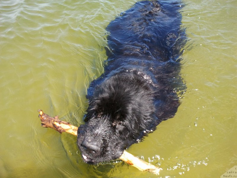 Фотография № 185186