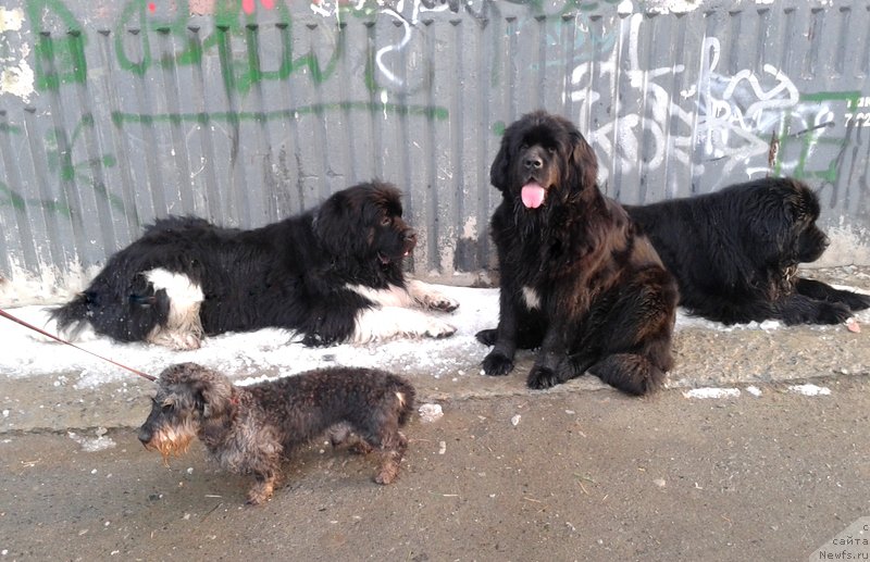 Фотография № 185203